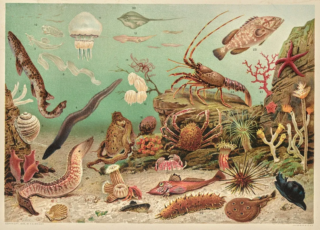 Marine Life Wall Art by F. E. Wright - High-Resolution Digital Print