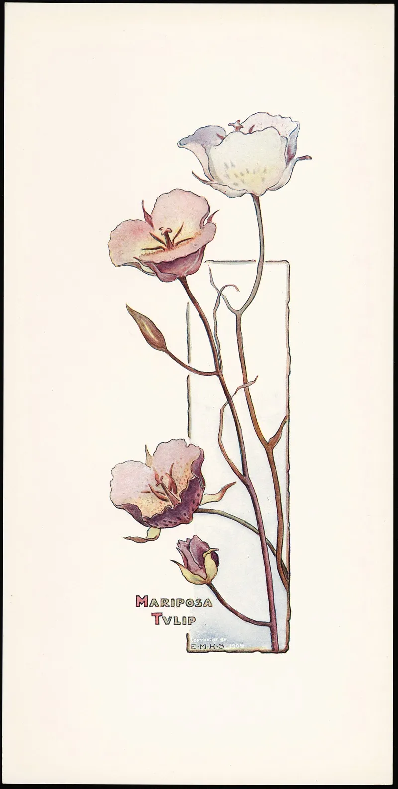 Mariposa Tulip Wall Art by Elizabeth Moore Hallowell - High-Resolution Digital Print