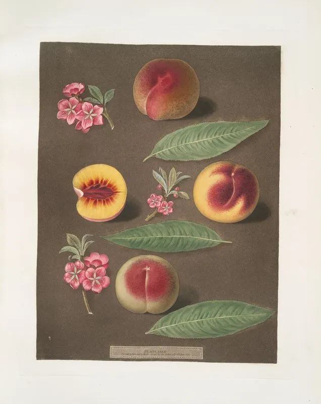 Marlborough Rumbullion And The Double Mountain Peaches Wall Art by George Brookshaw - High-Resolution Digital Print