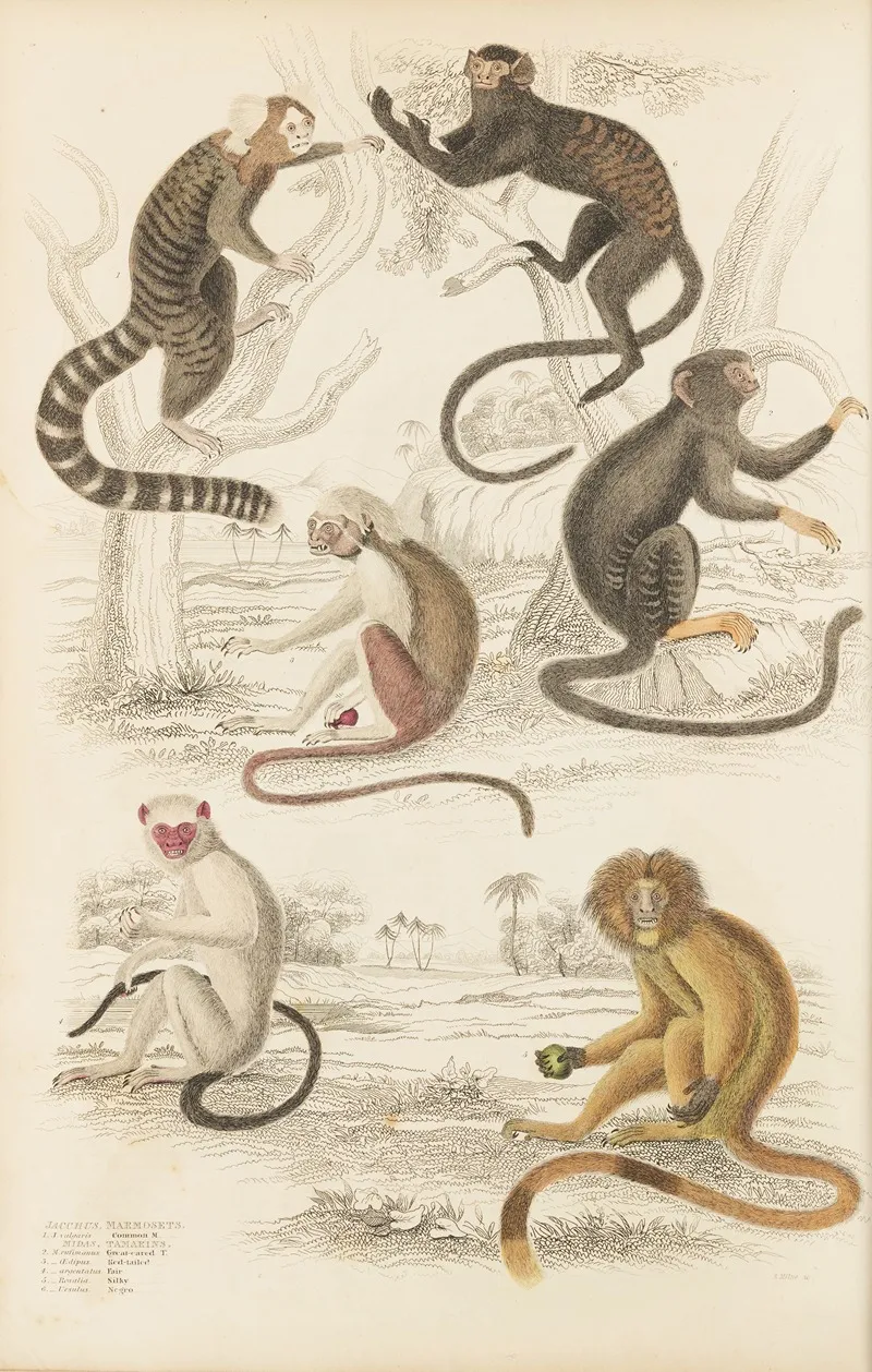 Marmosets Wall Art by William MacGillivray - High-Resolution Digital Print
