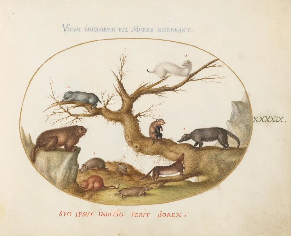 Marmot Hamsters Rat Field Mouse Shrew And A Coatimundi