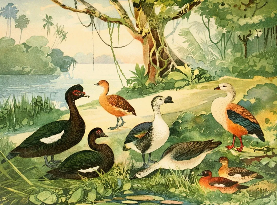 Marrecao Patos Marrecas Wall Art by Emil August Göldi - High-Resolution Digital Print