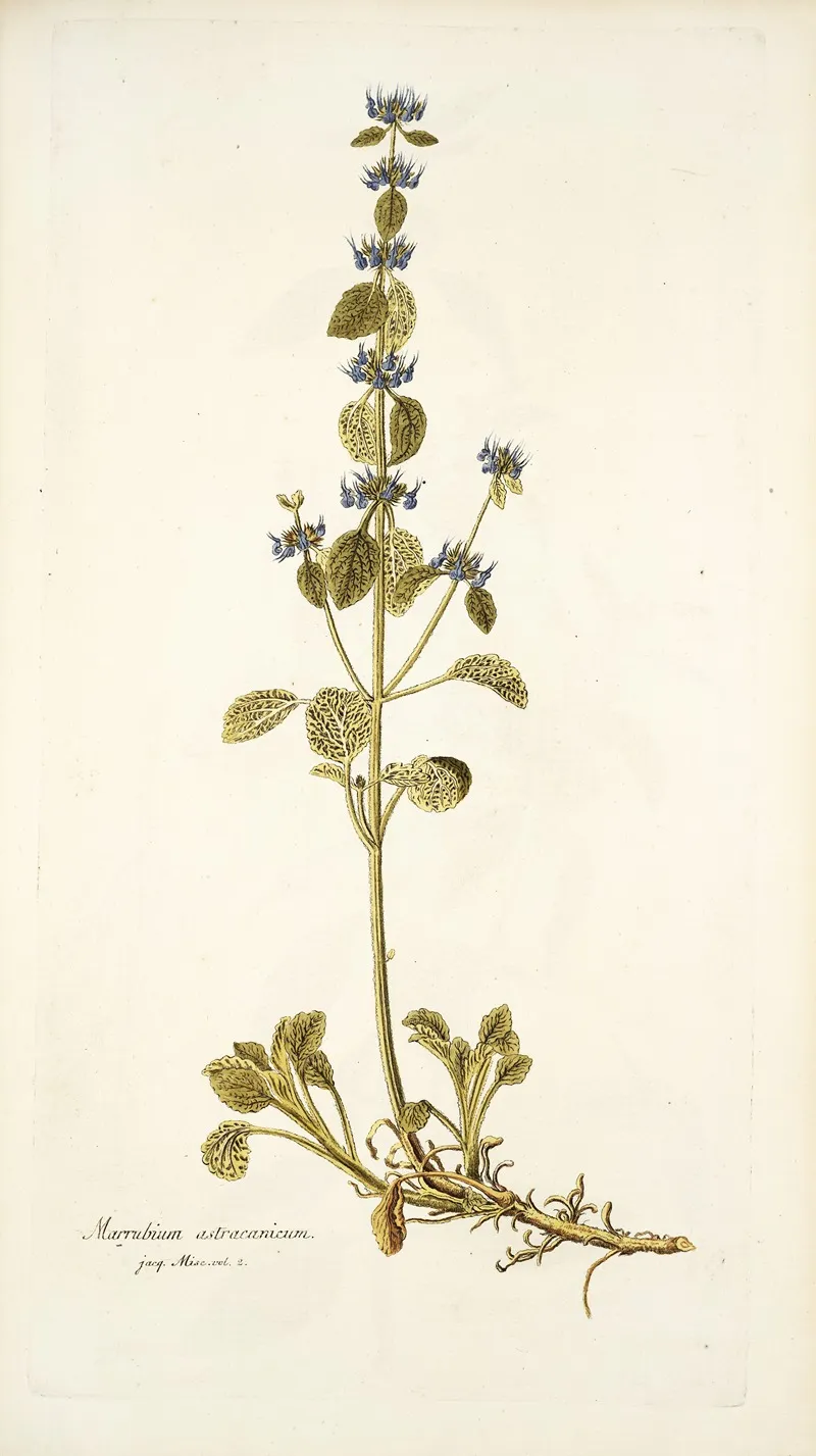 Marrubium Astracanicum Wall Art by Nikolaus Joseph Freiherr von Jacquin - High-Resolution Digital Print