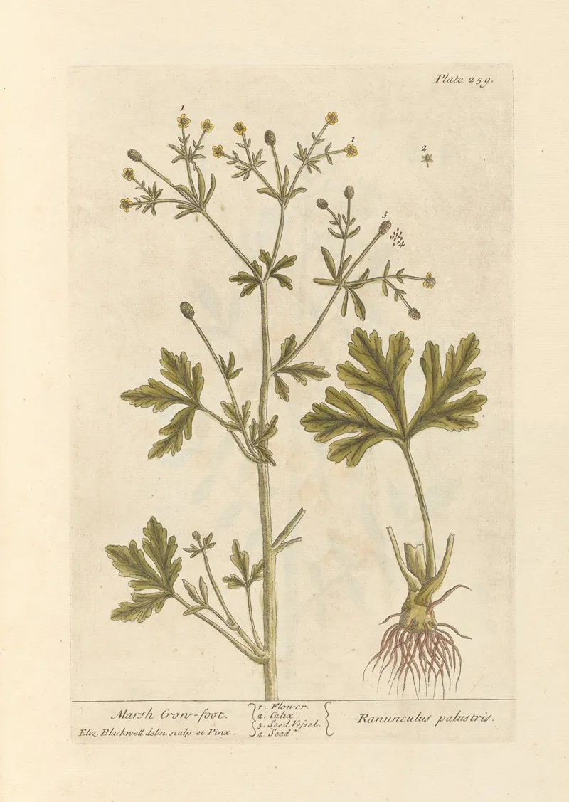 Marsh Crow Foot Wall Art by Elizabeth Blackwell - High-Resolution Digital Print