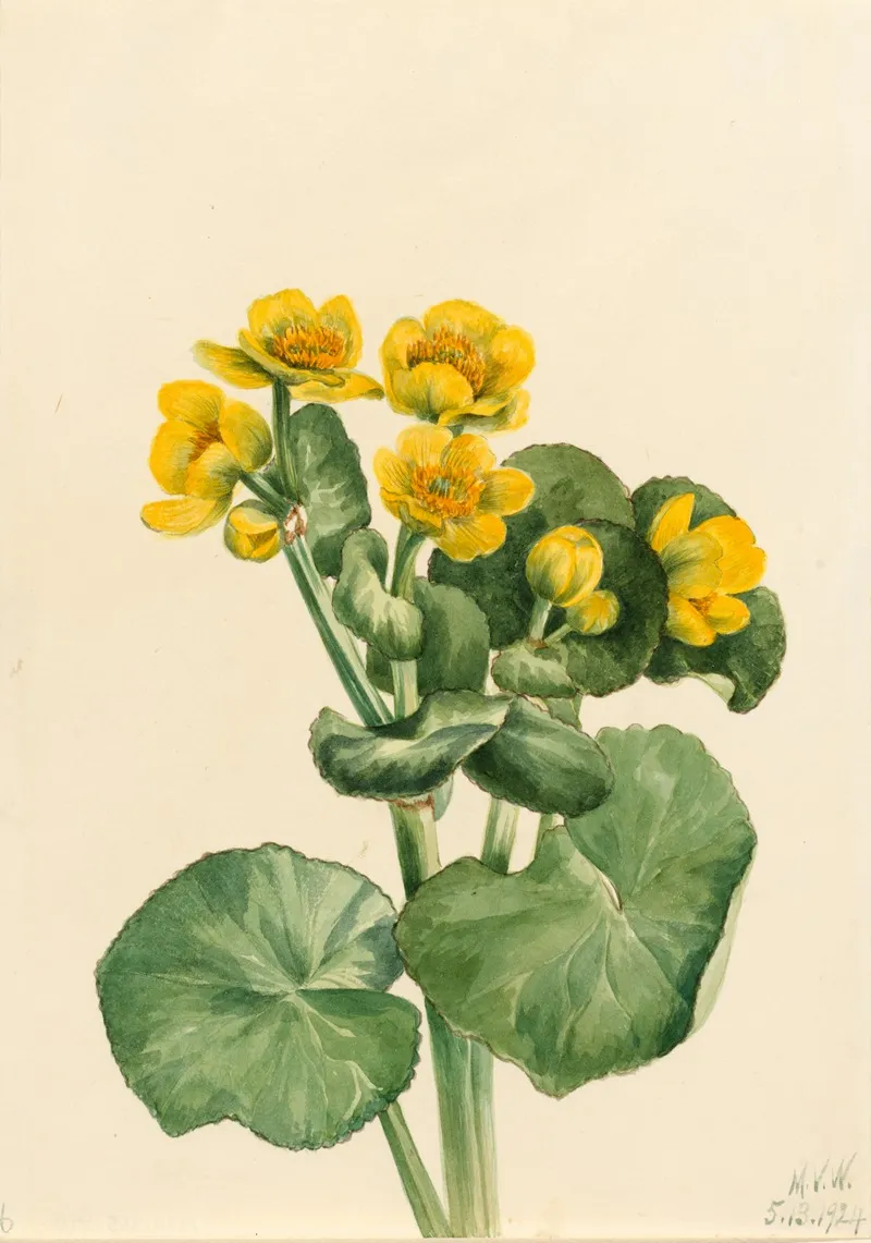 Marsh Marigold Caltha Palustris