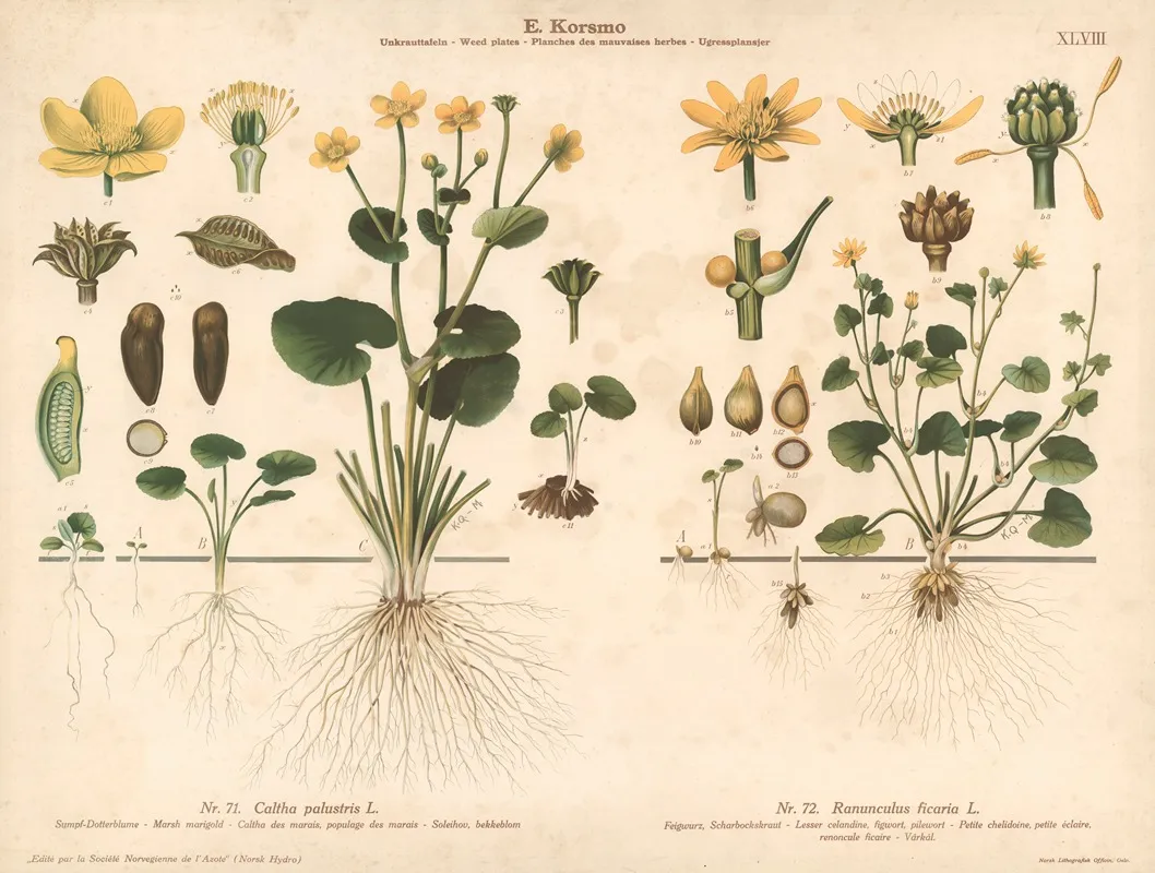 Marsh Marigold Lesser Celandine Figwort Wall Art by Knut Quelprud - High-Resolution Digital Print