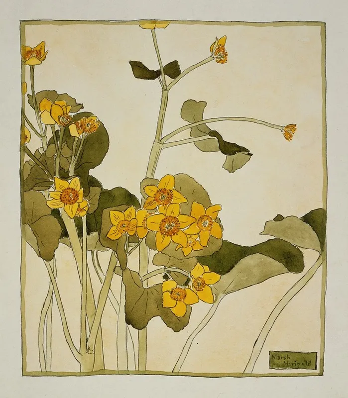 Marsh Marigold