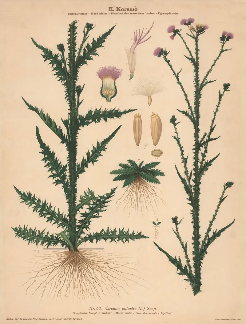 Marsh Thistle Wall Art by Knut Quelprud - High-Resolution Digital Print