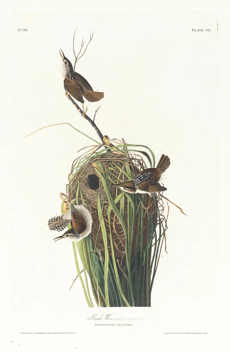 Marsh Wren Wall Art by John James Audubon - High-Resolution Digital Print