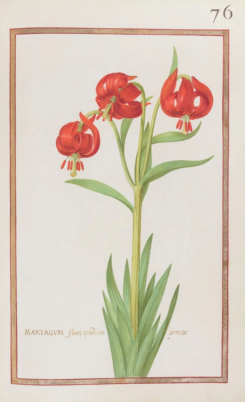 Martagum Flore Spadiceo Precox Wall Art by Daniel Rabel - High-Resolution Digital Print