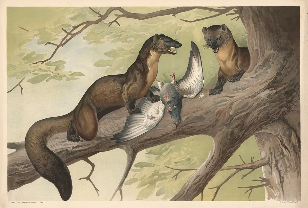 Marten Wall Art by Alfred Fiedler - High-Resolution Digital Print