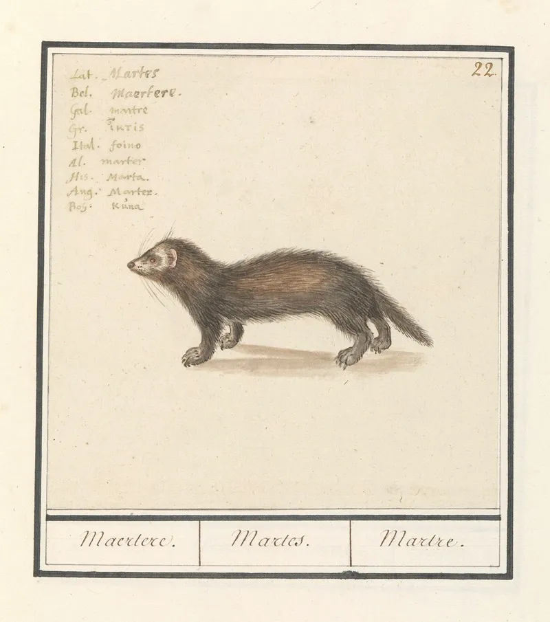 Marter Martes Maertere Martes Martre Wall Art by Anselmus Boëtius de Boodt - High-Resolution Digital Print
