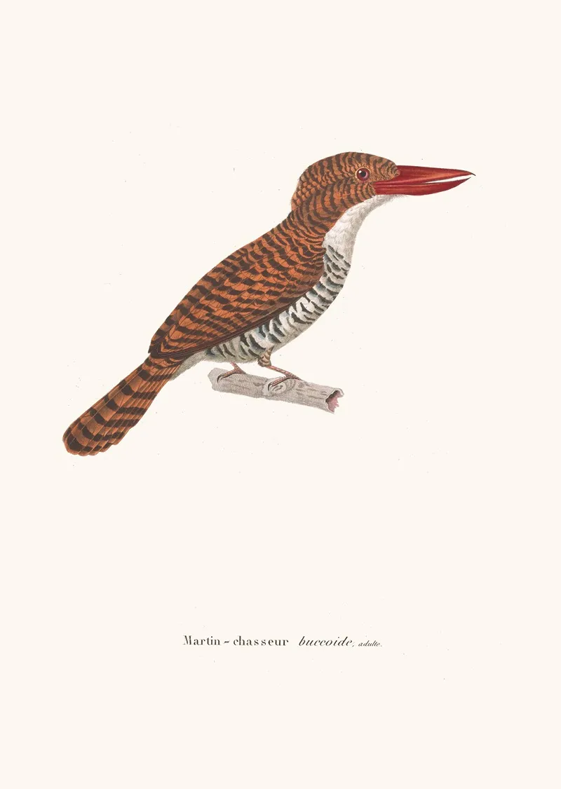 Martin Chasseur Buccoide Wall Art by Coenraad Jacob Temminck - High-Resolution Digital Print