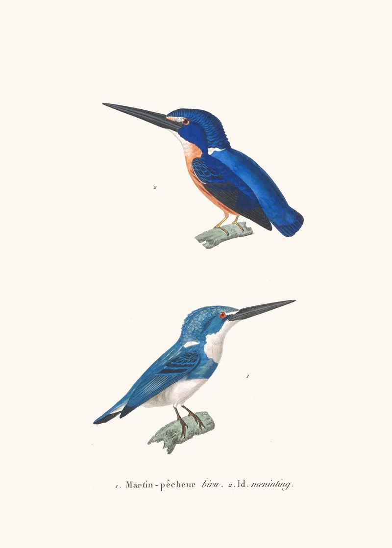 Martin Pecheur Biru Wall Art by Coenraad Jacob Temminck - High-Resolution Digital Print