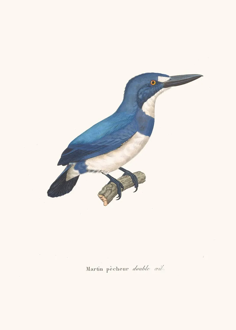 Martin Pecheur Double Oeil Wall Art by Coenraad Jacob Temminck - High-Resolution Digital Print