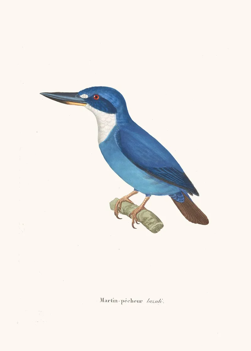 Martin Pecheur Lazuli Wall Art by Coenraad Jacob Temminck - High-Resolution Digital Print