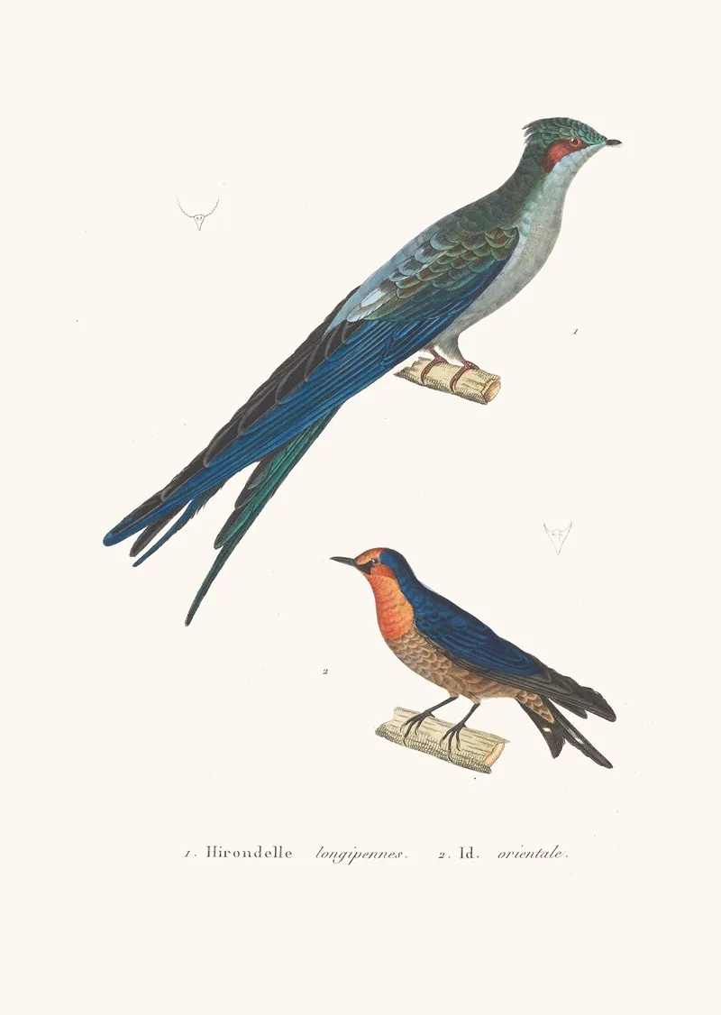 Martinet Longipennes Wall Art by Coenraad Jacob Temminck - High-Resolution Digital Print