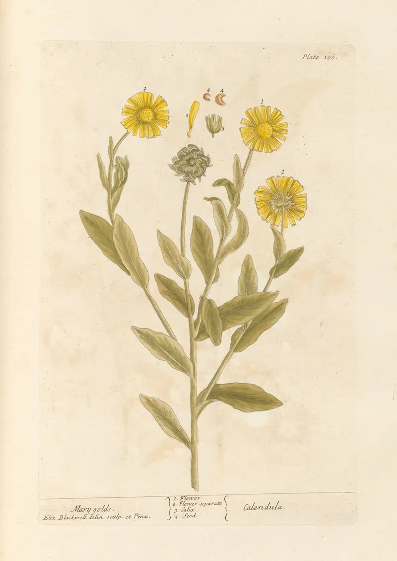 Mary Golds Wall Art by Elizabeth Blackwell - High-Resolution Digital Print