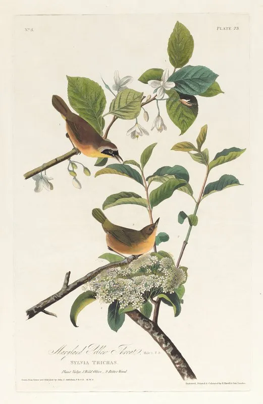 Maryland Yellow Throat 2 Wall Art by John James Audubon - High-Resolution Digital Print