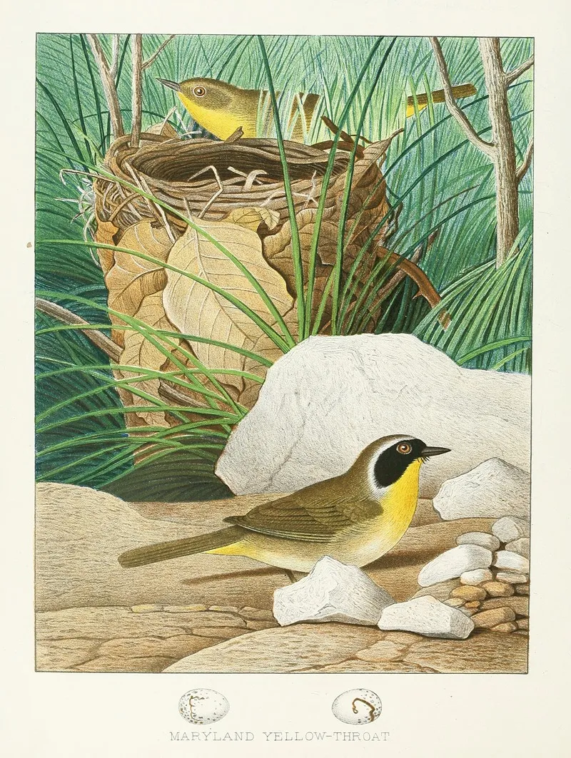 Maryland Yellow Throat Wall Art by Edwin L. Sheppard - High-Resolution Digital Print