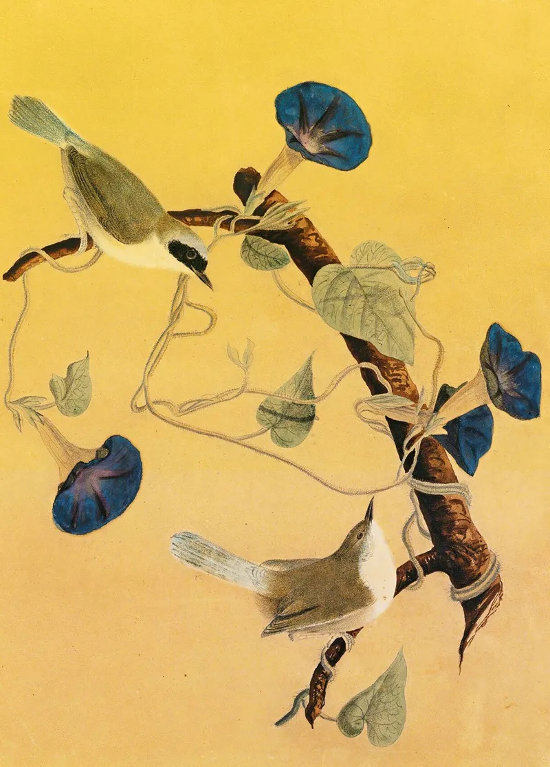 Maryland Yellowthroats Wall Art by John James Audubon - High-Resolution Digital Print