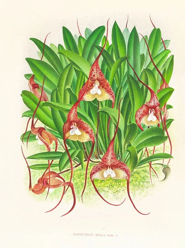 Masdevallia Bella Wall Art by Jean Jules Linden - High-Resolution Digital Print