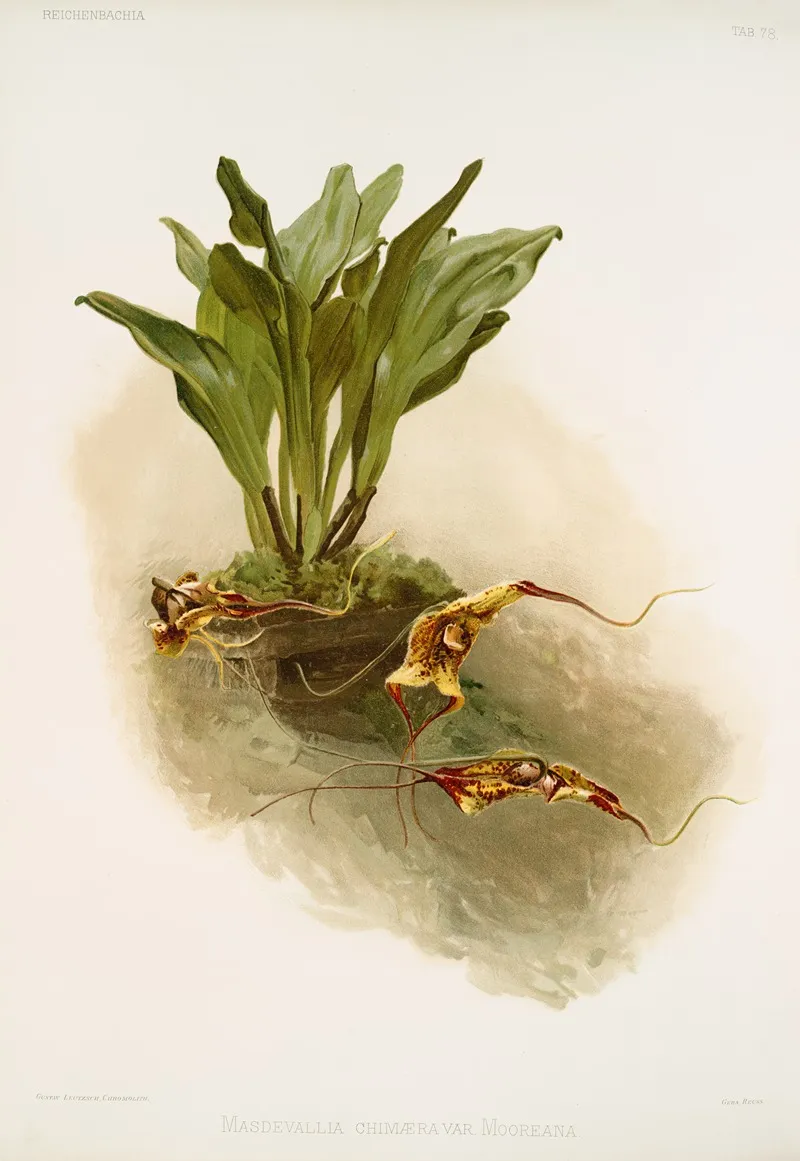Masdevallia Chimaera Var Mooreana Wall Art by Frederick Sander - High-Resolution Digital Print