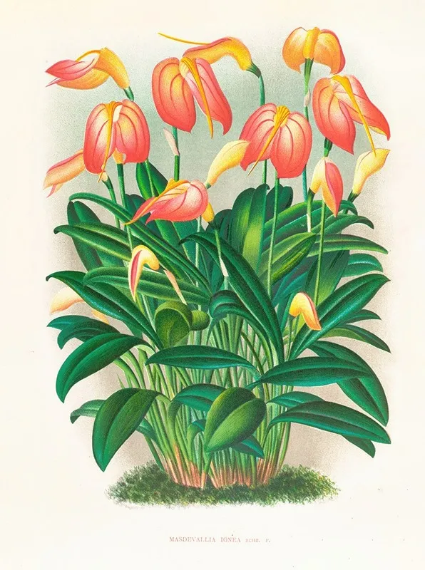 Masdevallia Ignea Wall Art by Jean Jules Linden - High-Resolution Digital Print