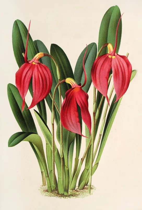 Masdevallia Lindeni Var Harryana Wall Art by Charles Antoine Lemaire - High-Resolution Digital Print