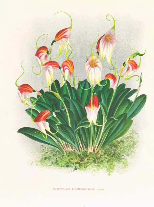 Masdevallia Reichenbachiana Wall Art by Jean Jules Linden - High-Resolution Digital Print