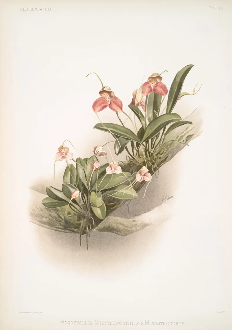 Masdevallia Shuttleworthii And M Xanthocorys Wall Art by Frederick Sander - High-Resolution Digital Print