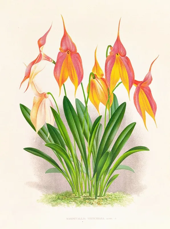 Masdevallia Veitchiana Wall Art by Jean Jules Linden - High-Resolution Digital Print