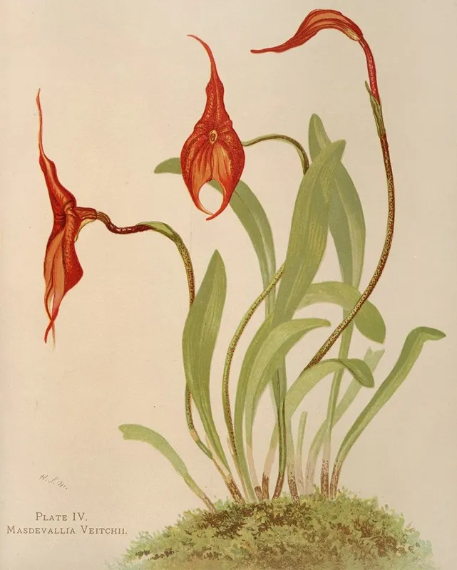 Masdevallia Veitchii Wall Art by Harriet Stewart Miner - High-Resolution Digital Print