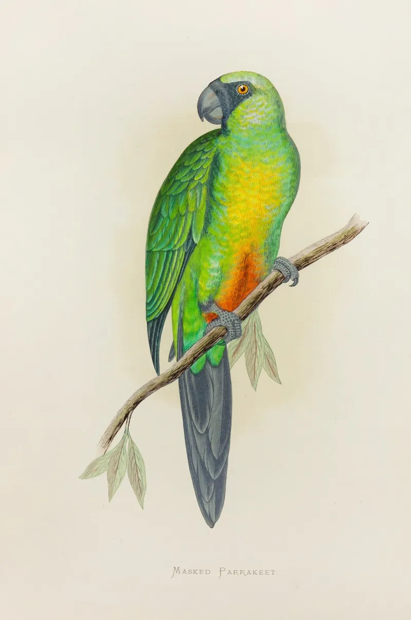 Masked Parrakeet Wall Art by Alexander Francis Lydon - High-Resolution Digital Print