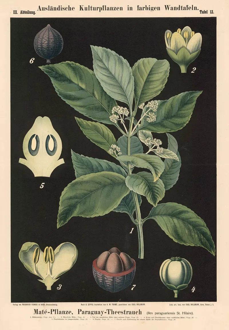 Mate Pflanze Paraguay Theestrauch Ilex Paraguariensis St Hilaire Wall Art by Carl Bollmann - High-Resolution Digital Print
