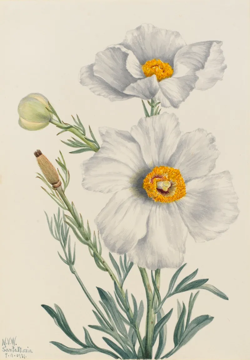 Matilija Poppy Romneya Coulteri