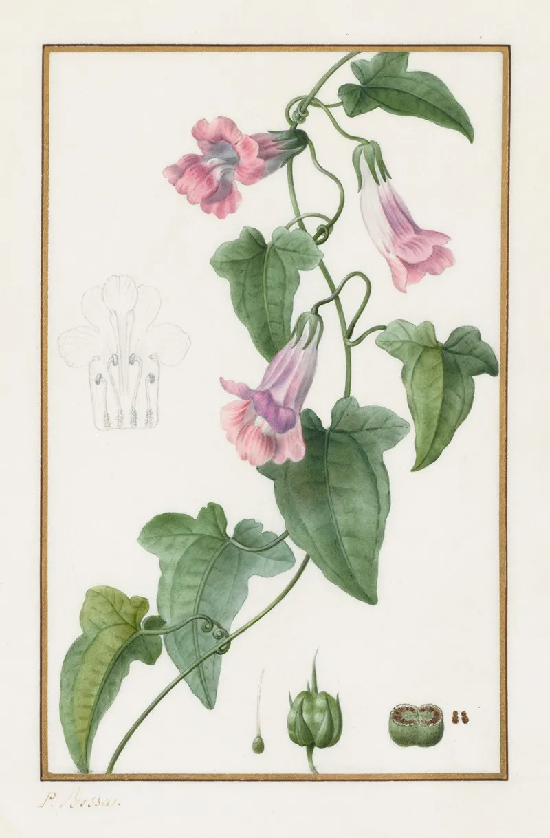Maurandia Semperflorens 2 Wall Art by Pancrace Bessa - High-Resolution Digital Print