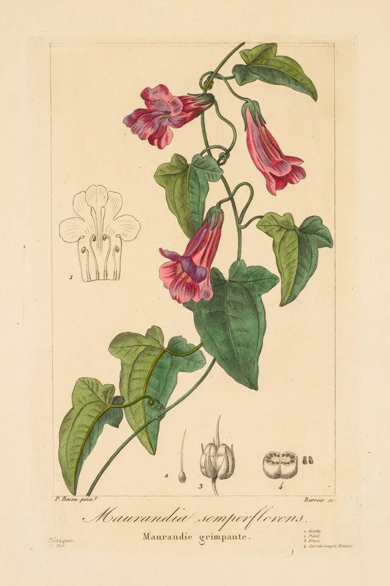 Maurandia Semperflorens Wall Art by Pancrace Bessa - High-Resolution Digital Print