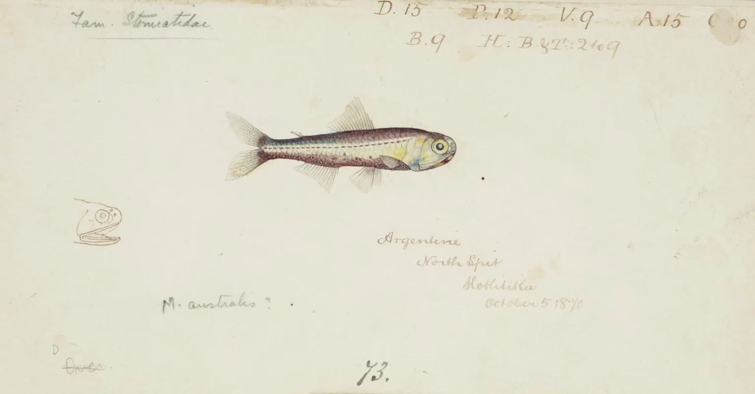 Maurolicus Muelleri