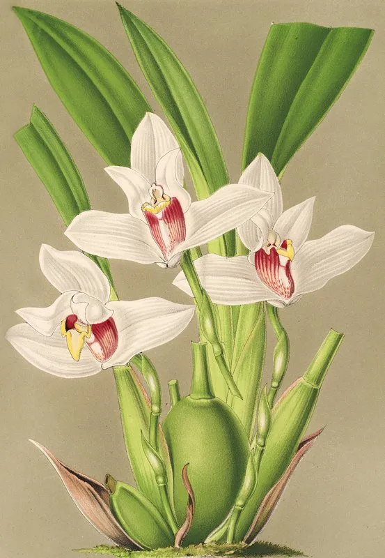 Maxillaria Grandiflora Wall Art by Charles Antoine Lemaire - High-Resolution Digital Print