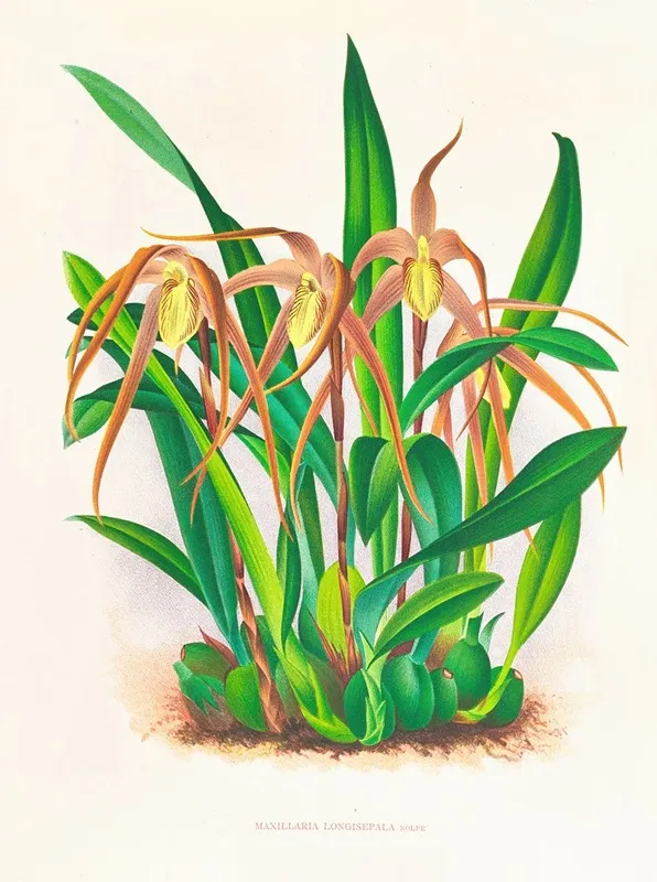 Maxillaria Longisepala Wall Art by Jean Jules Linden - High-Resolution Digital Print