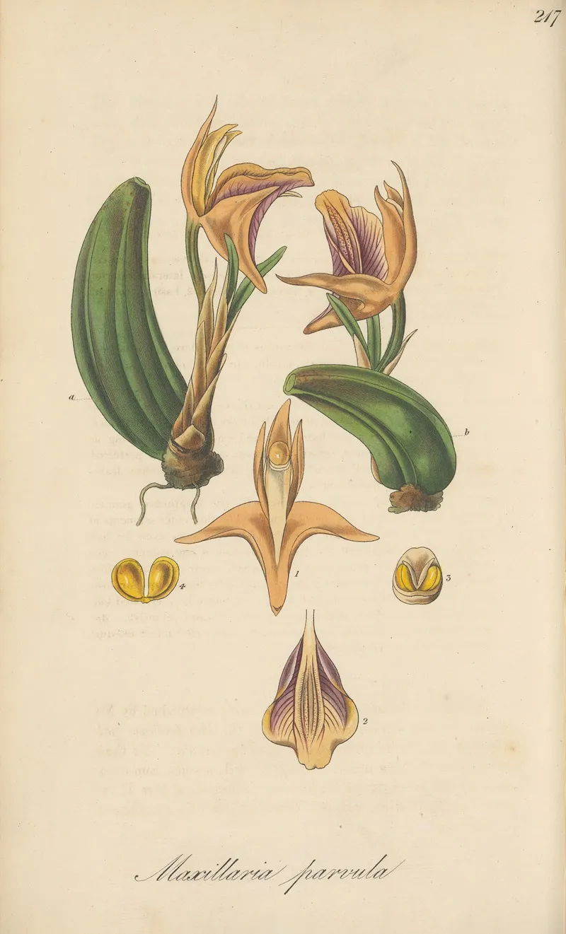 Maxillaria Parvula Wall Art by William Jackson Hooker - High-Resolution Digital Print