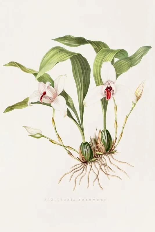 Maxillaria Skinneri Wall Art by James Bateman - High-Resolution Digital Print