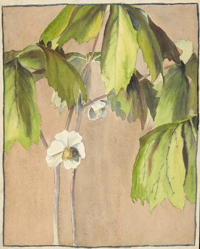 May Apple