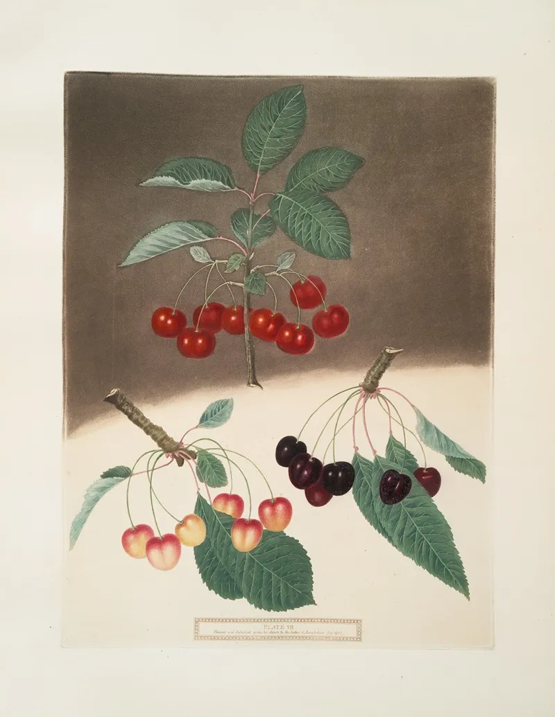 May Duke The White And Black Heart Cherries Wall Art by George Brookshaw - High-Resolution Digital Print