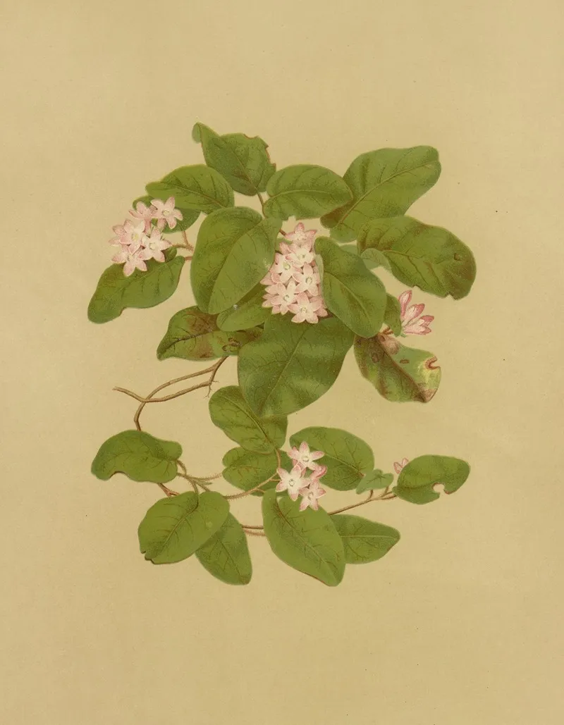 May Flower Trailing Arbutus Wall Art by Isaac Sprague - High-Resolution Digital Print