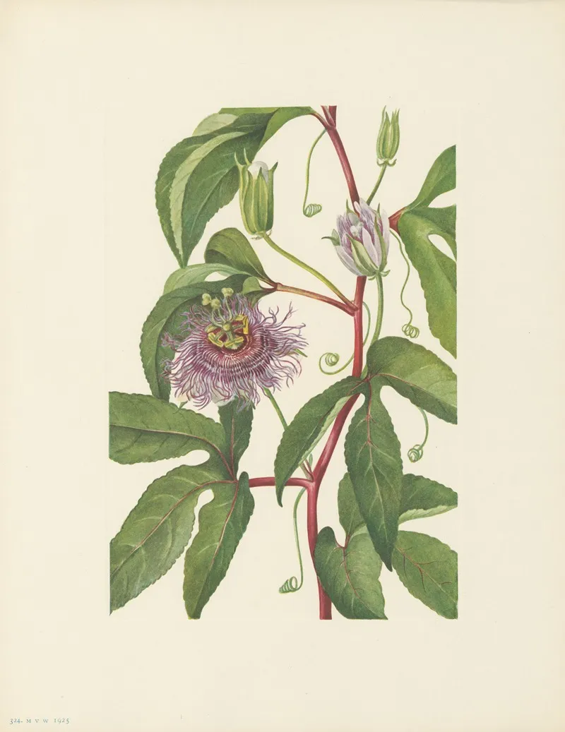 Maypop Passiflora Incarnata 3