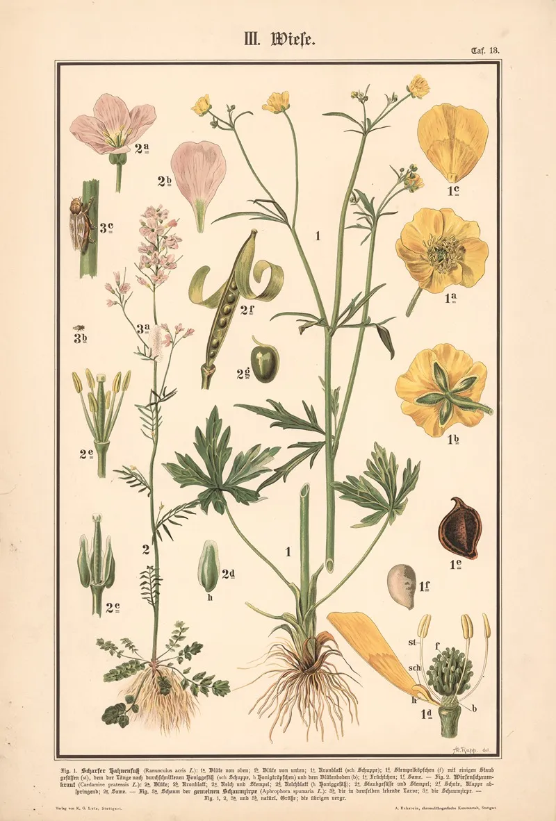 Meadow Buttercup Cuckoo Flower Froghopper Wall Art by Adolph Rupp - High-Resolution Digital Print