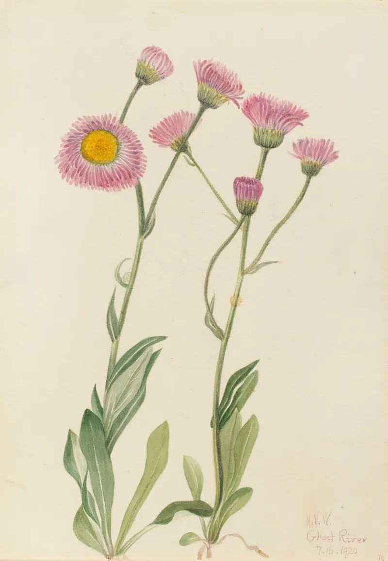 Meadow Fleabane Erigeron Speciosus 2