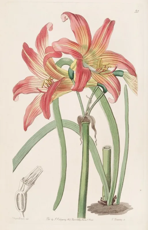 Meadow Habranthus Wall Art by Sydenham Edwards - High-Resolution Digital Print